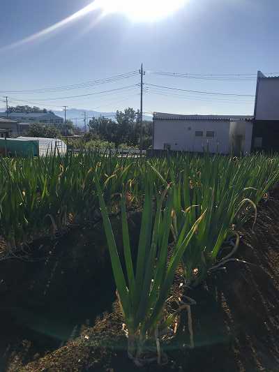 長泉町の特産品