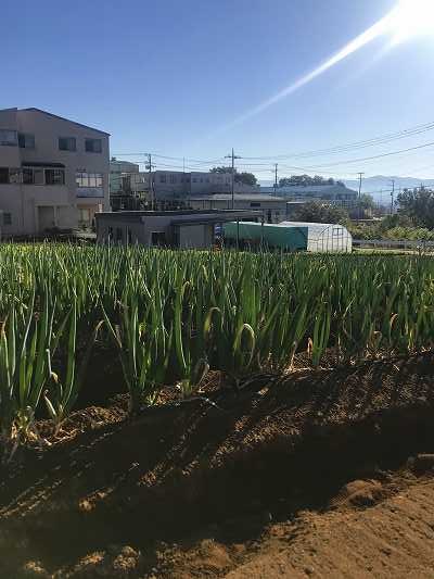 長泉町の特産品