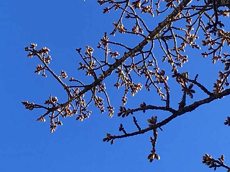 熱海 糸川桜まつり(2020年)