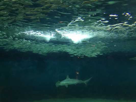 葛西臨海水族園