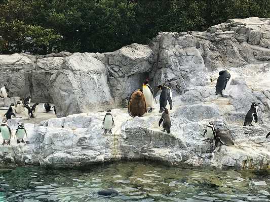 葛西臨海水族園