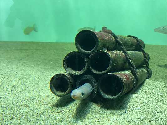 葛西臨海水族園