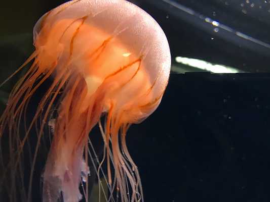 葛西臨海水族園