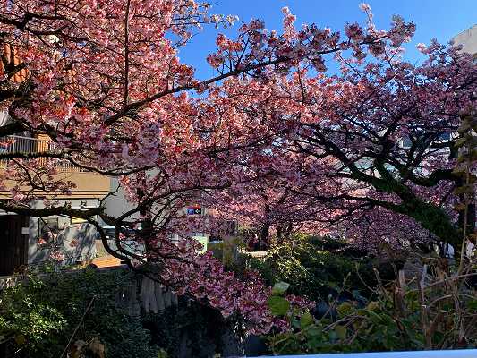 糸川の満開の桜＆めじろのお話