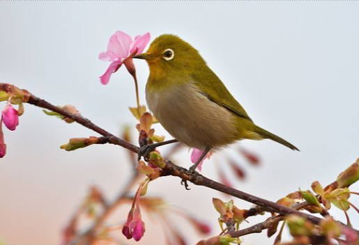 糸川の満開の桜＆めじろのお話