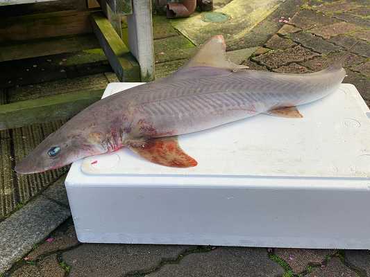 美味しいお魚屋さん