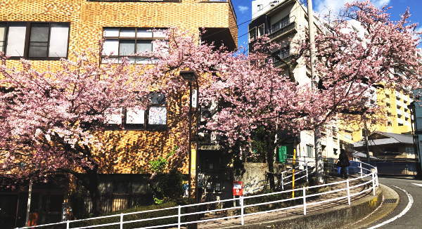 坂町の寺桜