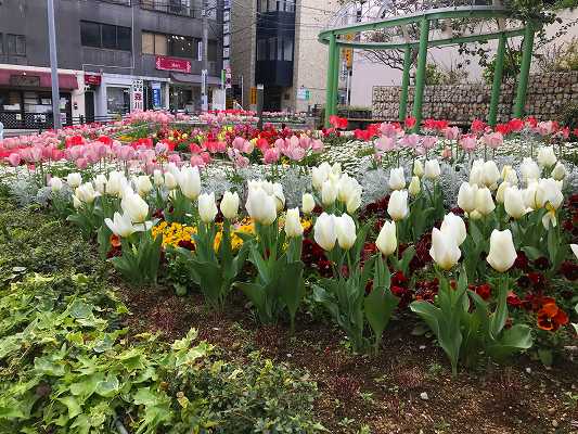 花ひろば