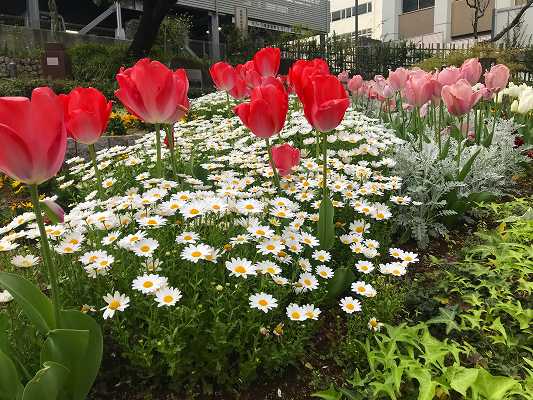 花ひろば