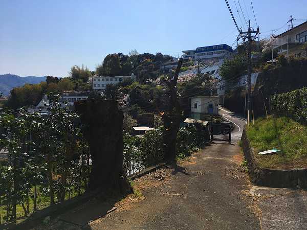 樹木伐採 ④