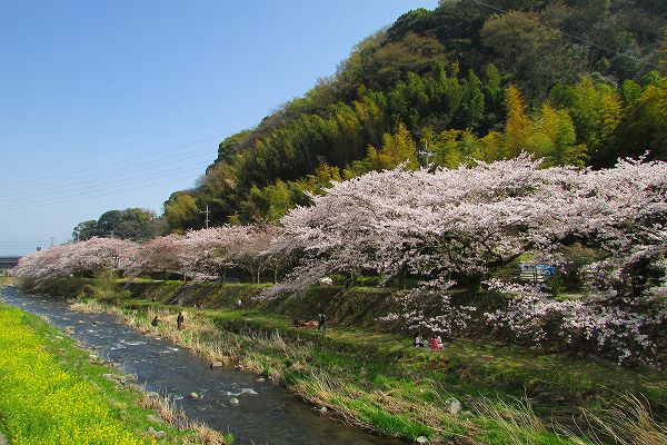 さくら