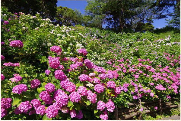 紫陽花