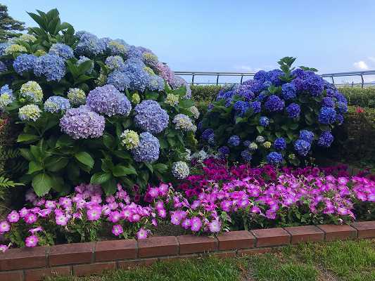 紫陽花 ワンストップのブログ 熱海 湯河原の不動産 別荘 建築施工のことならワンストップ株式会社