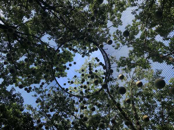 足柄森林公園　丸太の森パカブ