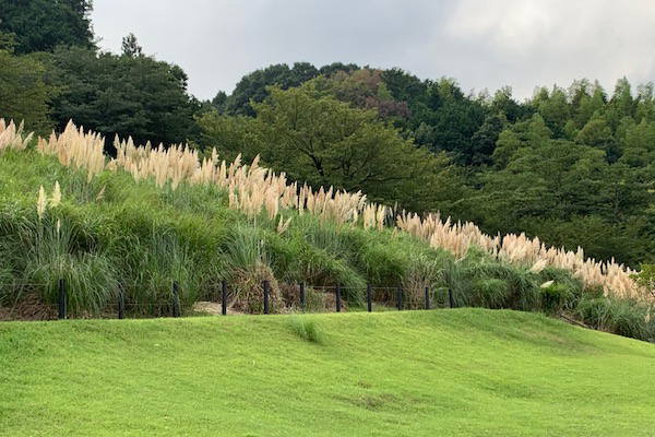 パンパスグラス　伊東松川湖