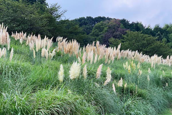 パンパスグラス　伊東松川湖