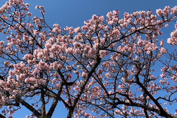 あたみ桜ほぼ満開です