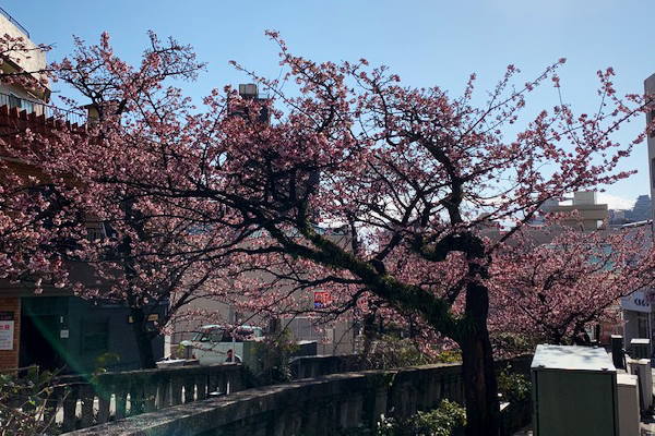 あたみ桜ほぼ満開です