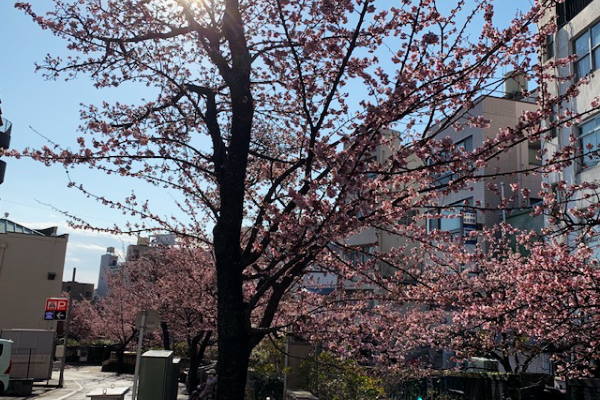 あたみ桜ほぼ満開です