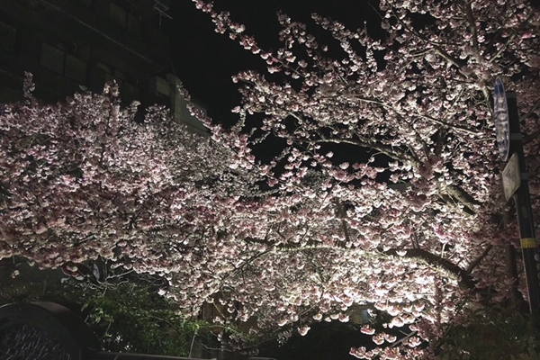 夜桜