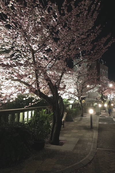 夜桜