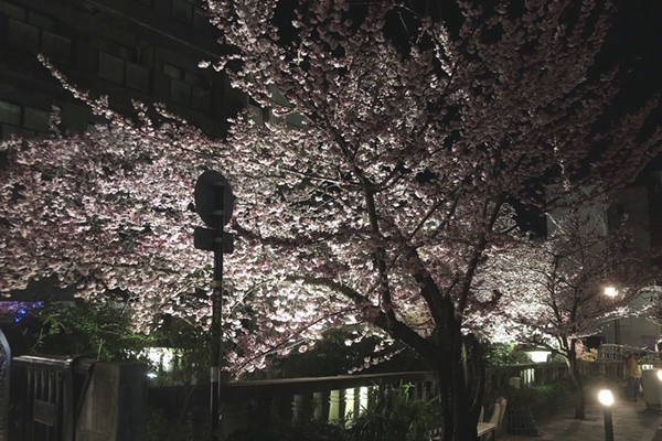 夜桜