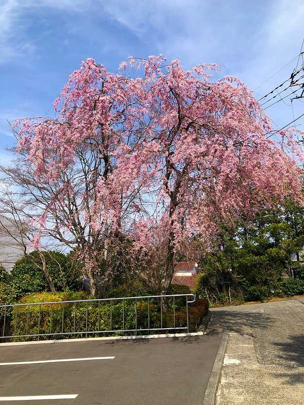小田原城　桜