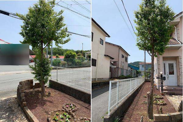 季節の花＆季節外れの花