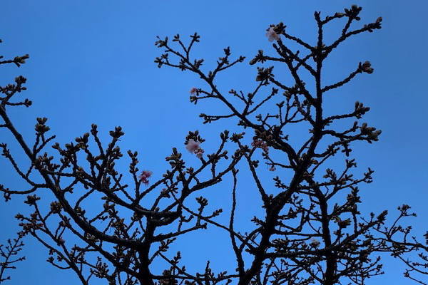 あたみ桜～糸川遊歩道