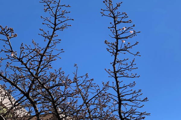 あたみ桜～糸川遊歩道