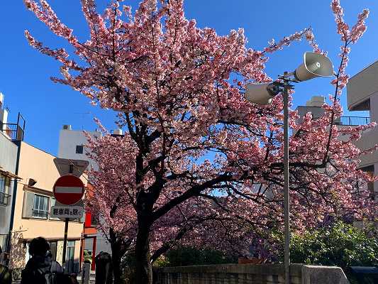 あたみ桜～糸川遊歩道