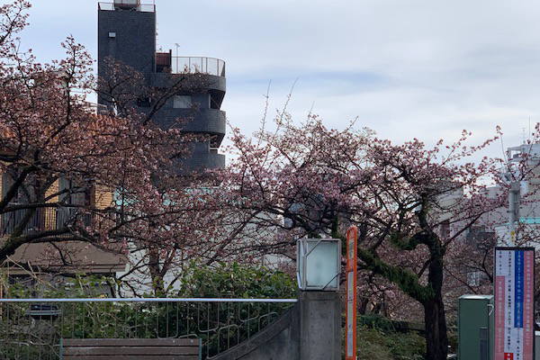 あたみ桜～糸川遊歩道　1/15