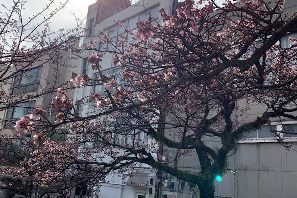 あたみ桜～糸川遊歩道　1/15