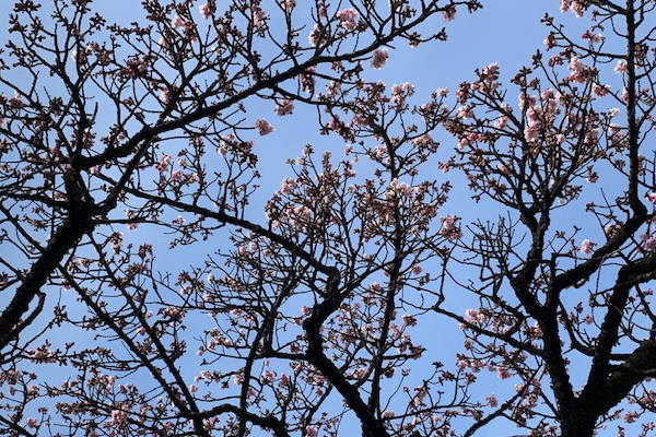 あたみ桜～糸川遊歩道　1/15