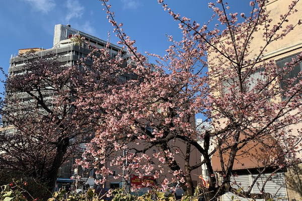 あたみ桜　糸川遊歩道　1/26現在