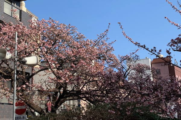 あたみ桜　糸川遊歩道　1/26現在