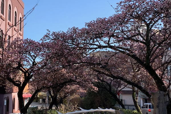 あたみ桜　糸川遊歩道　1/26現在