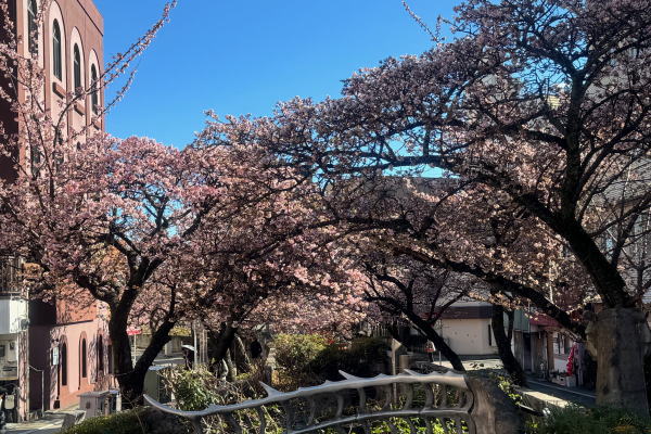 あたみ桜～糸川沿い（R6）
