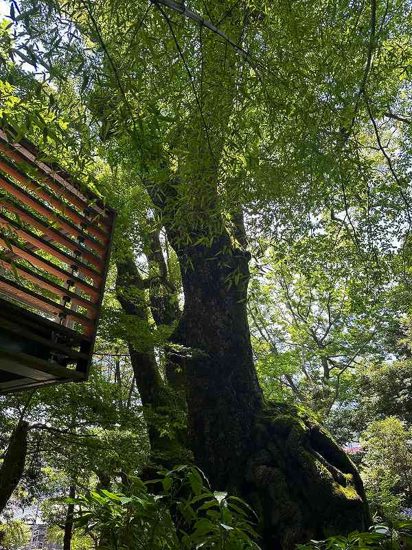 西山町の売地と貸別荘