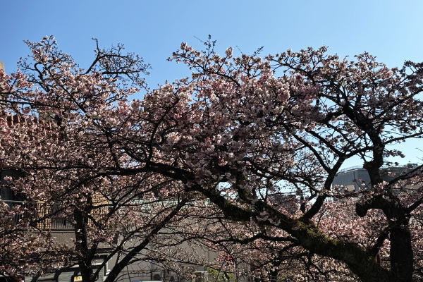 あたみ桜～糸川沿い（R8）
