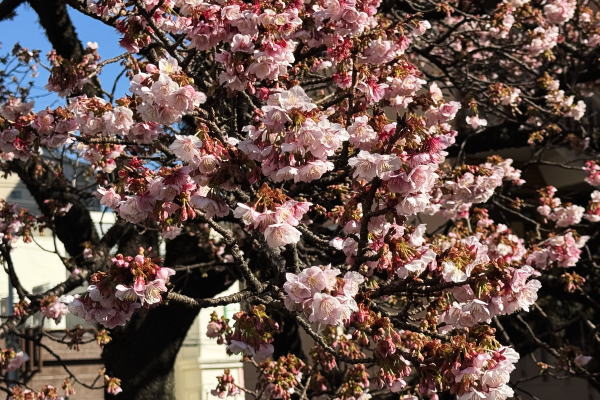 あたみ桜～糸川沿い（R8）
