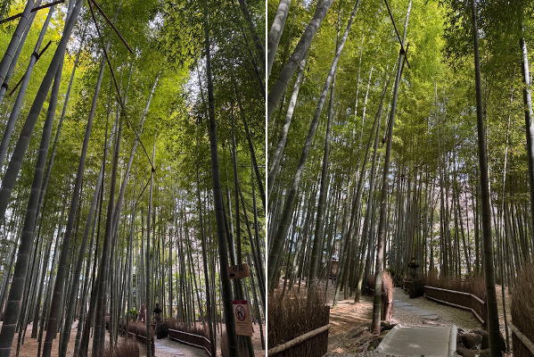 ランチビュッフェ＆鎌倉寺巡り