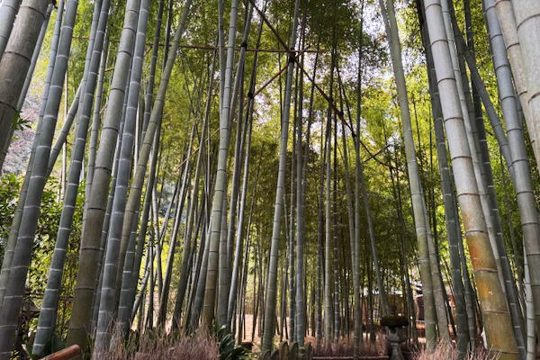 ランチビュッフェ＆鎌倉寺巡り