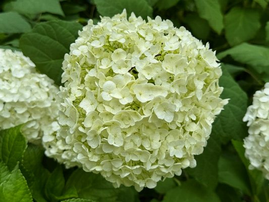 ～紫陽花～in鎌倉