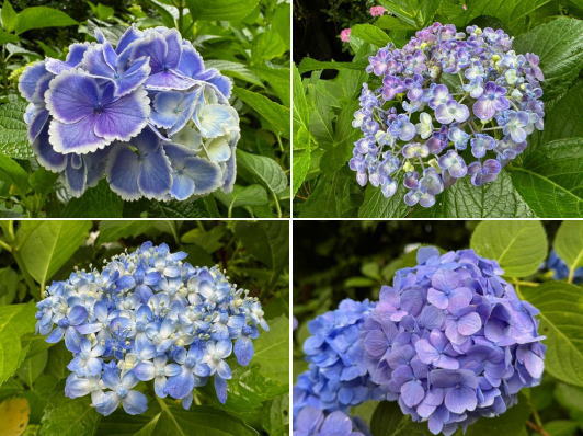 ～紫陽花～in鎌倉