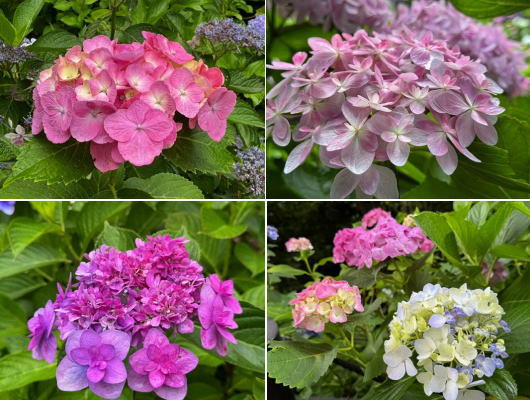 ～紫陽花～in鎌倉
