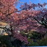 糸川の満開の桜＆めじろのお話