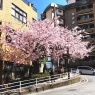 坂町の寺桜