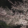 夜桜