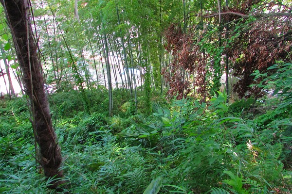 敷地は涼しげな竹林もある敷地面積約１５５坪の傾斜地